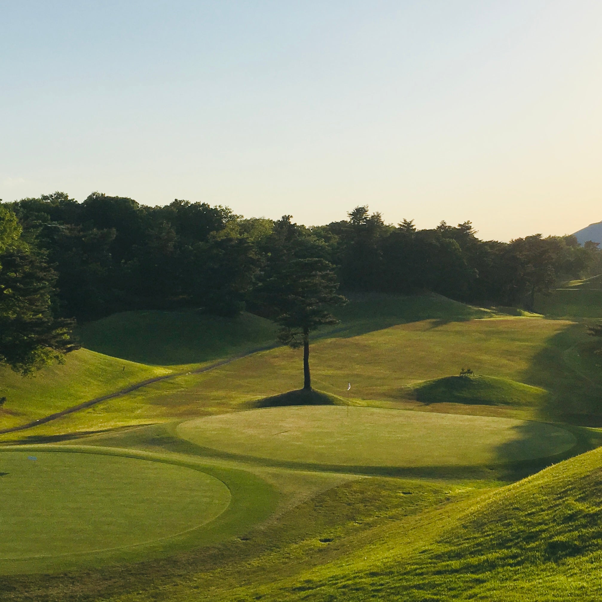 夕方のやわらかな光が差す芝生の丘と、中央に立つ一本の木が印象的なゴルフ場の風景