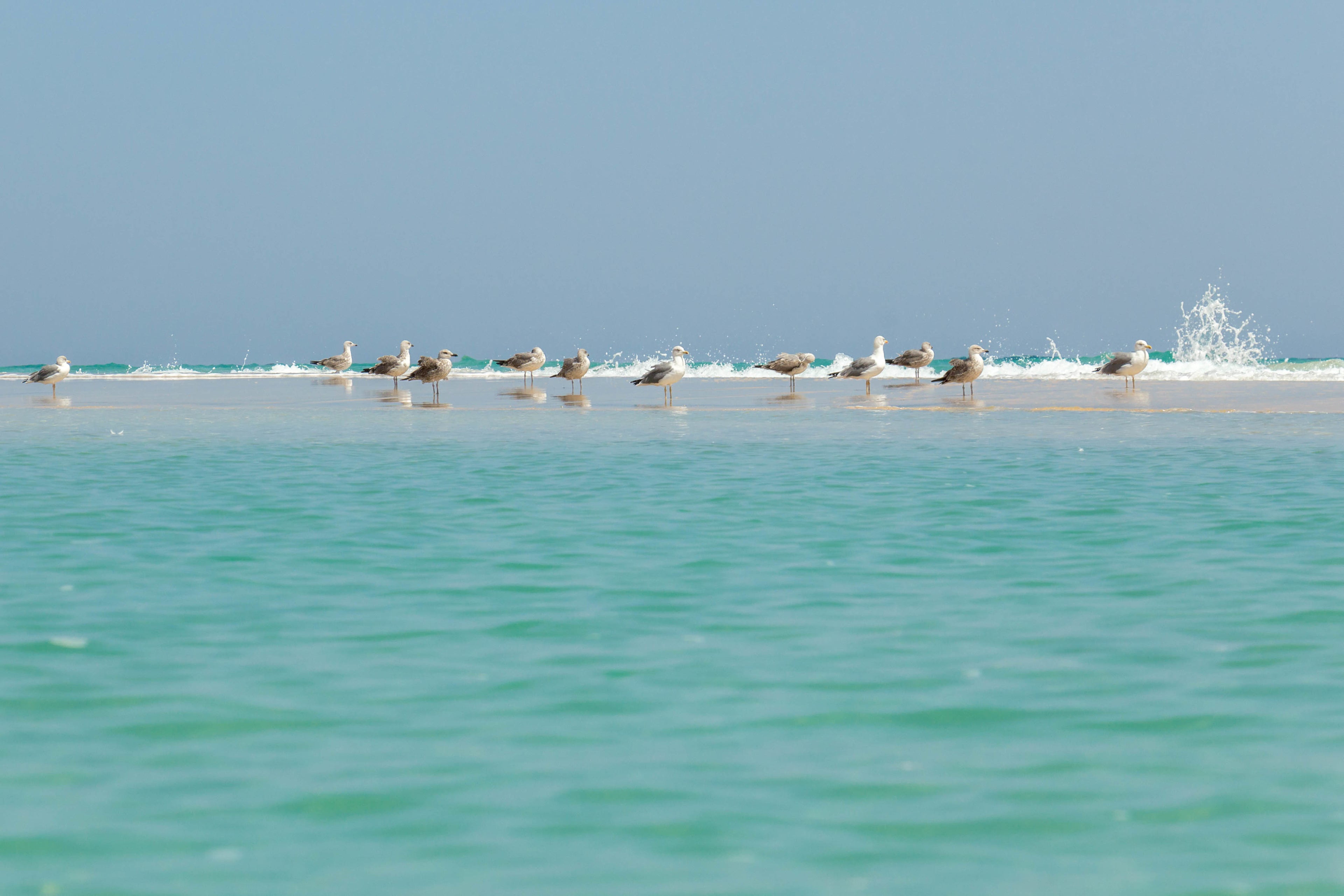 青い海の浅瀬にカモメの群れが並び、奥で白い波が砕けている風景